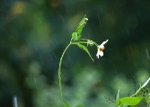 风雨飘摇